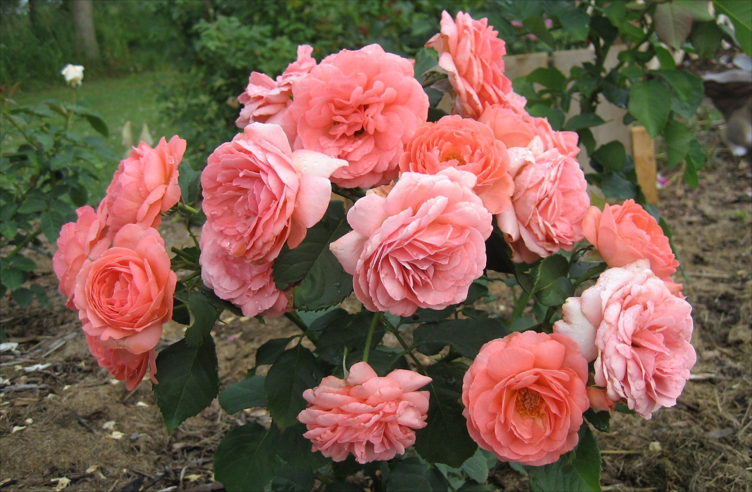 FloraSelf winkel -FloraSelf winkel 13 scaled