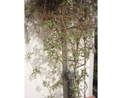 NATURE Regenpijpklimrek Groen 18x145 Cm 5 NATURE Regenpijpklimrek Groen 18x145 Cm -FloraSelf winkel DV 8 10116988 02 4c NL 20210429151652