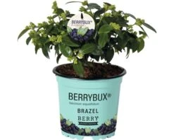 BRAZELBERRY Bosbes Vaccinium BrazelBerry ® 'Berry Bux' ® Potmaat Ø 10 Cm H 10-12 Cm -FloraSelf winkel DV 8 10171456 01 4c DE 20210630094652