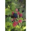 BRAZELBERRY Braam Rubus BrazelBerry ® 'Baby Cakes' ® H 25-30 Cm