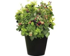 BRAZELBERRY Braam Rubus BrazelBerry ® 'Baby Cakes' ® H 25-30 Cm -FloraSelf winkel DV 8 10357682 02 4c DE 20220114161651