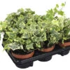 Planten Set Klimop Hedera Helix 'Goldchild' Geel-groen Potmaat Ø 13 Cm H 10-20 Cm 6-pack
