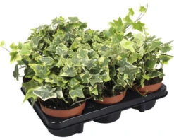 Planten Set Klimop Hedera Helix 'Goldchild' Geel-groen Potmaat Ø 13 Cm H 10-20 Cm 6-pack