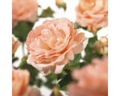 FLORASELF Klimroos Rosa 'Bonita' Renaissance Potmaat Ø 14 Cm H 90-110 Cm