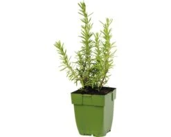 FloraSelf winkel -FloraSelf winkel DV 8 7013848 01 4c DE 20200213214657