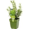 Rozemarijn Rosmarinus Officinalis Potmaat Ø 11.0 Cm H 5-20 Cm