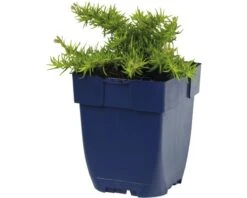 FloraSelf winkel -FloraSelf winkel DV 8 8279226 02 4c DE 20191216054655