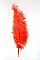 Struisvogelveren 50-60cm Rood 3 Struisvogelveren 50-60cm Rood - Afbeelding 3
