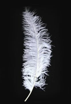 Struisvogelveren 50-60cm Wit