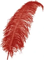 Struisvogelveren 50-60cm Rood 4 Struisvogelveren 50-60cm Rood - Afbeelding 4