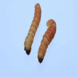 Tebo's Groot 20 Stuks 1 Tebo's Groot 20 Stuks